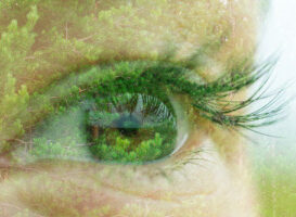 Auge mit Wald im Blick