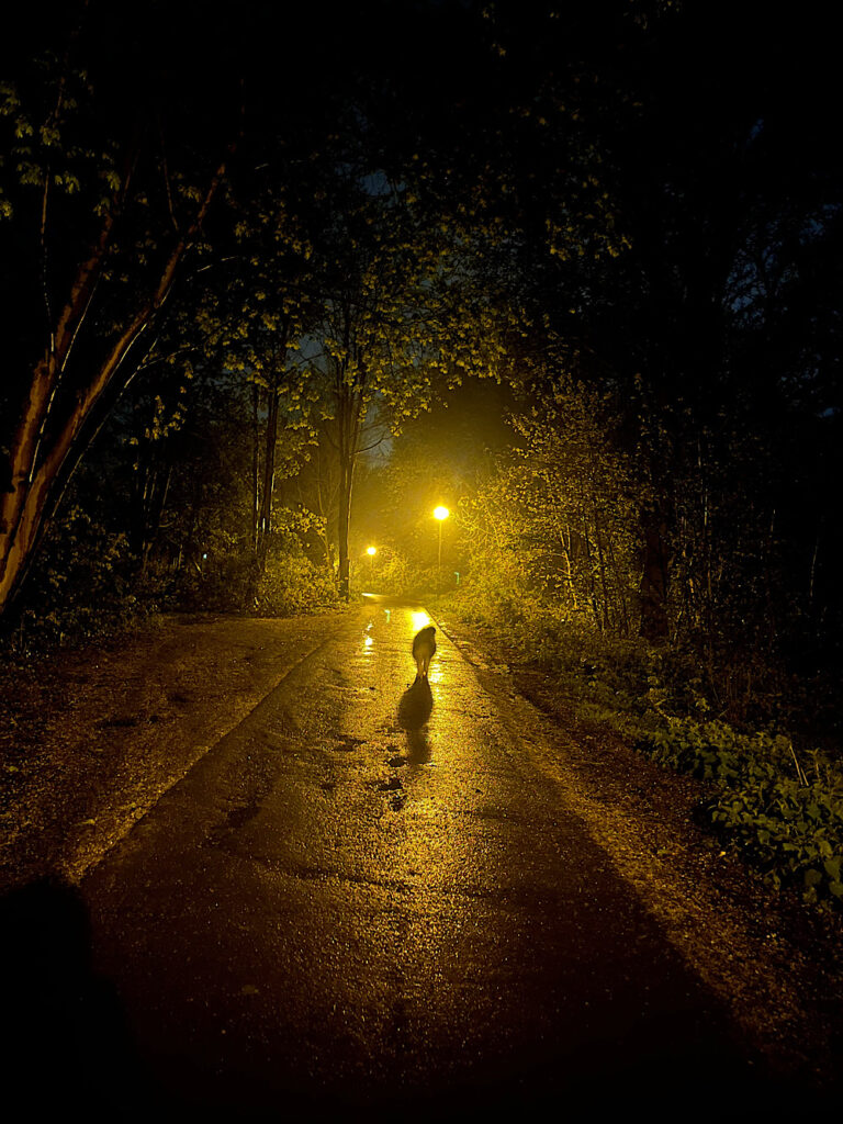 Nach(t)Sicht mit Hund