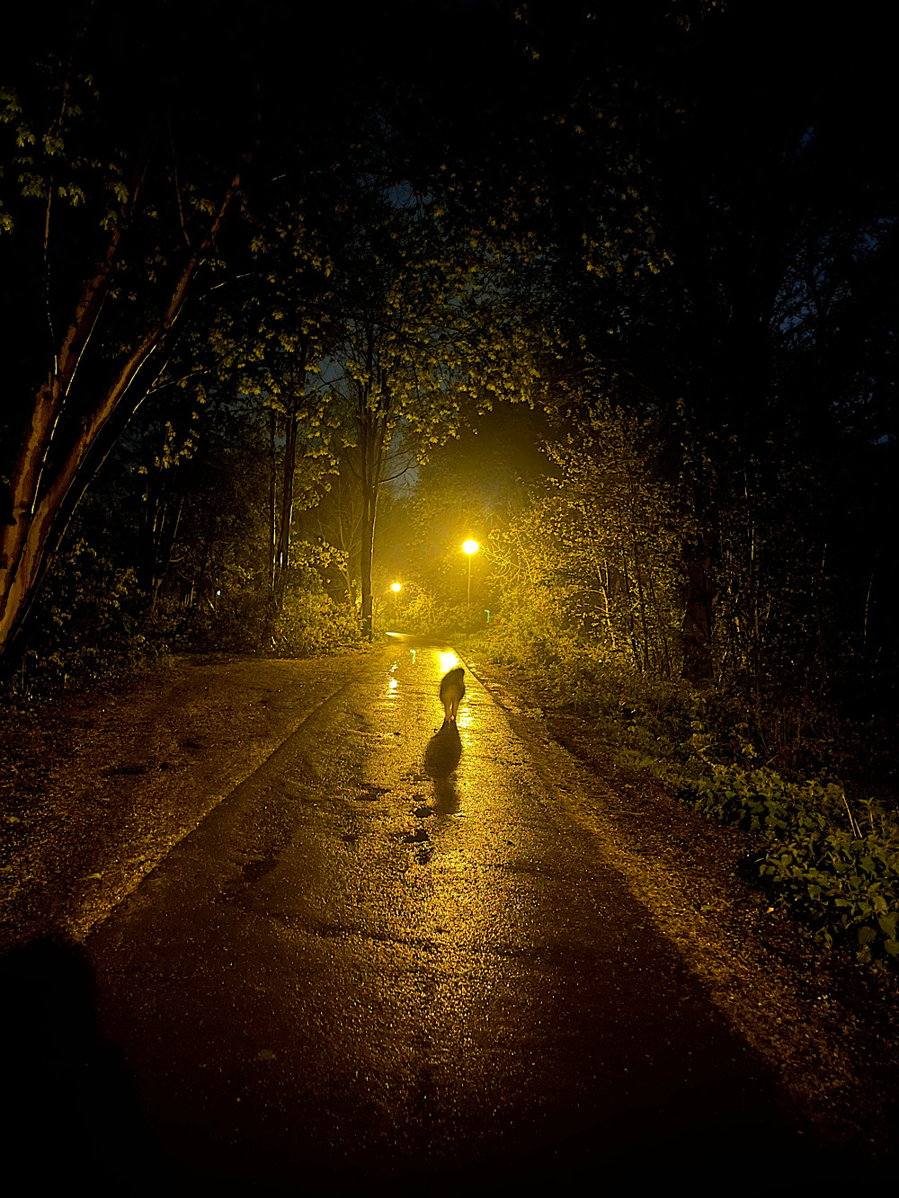 Nach(t)Sicht mit Hund