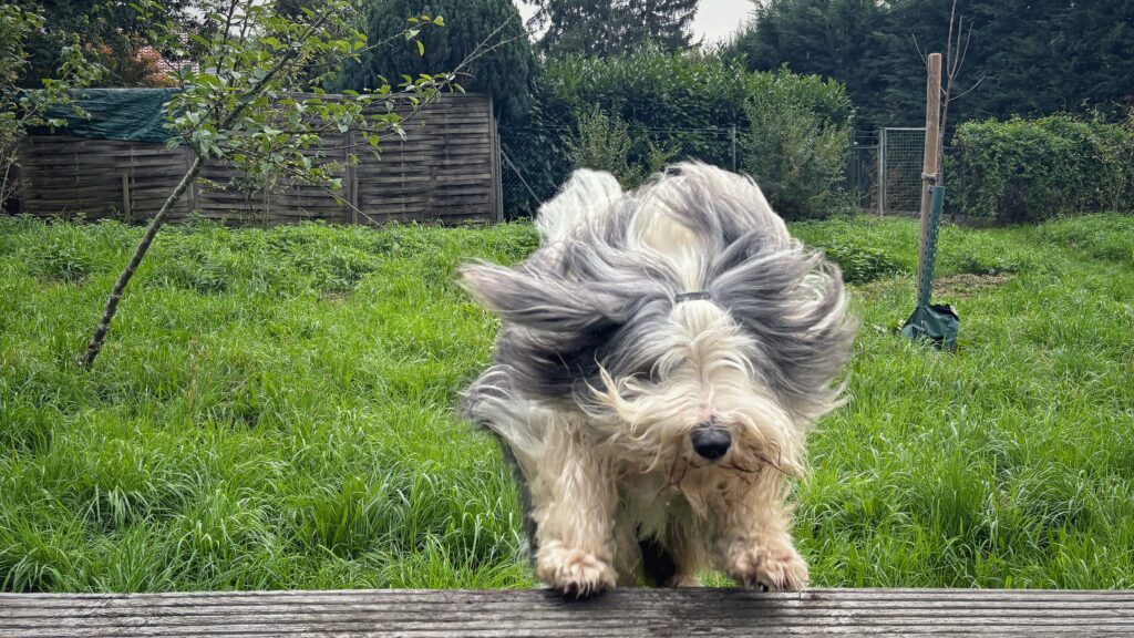 Bearded Collie beim Sprung