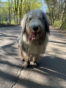 Knut nach Spaziergang